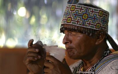 Global pressure on ayahuasca threatens Amazonian plants and knowledge systems