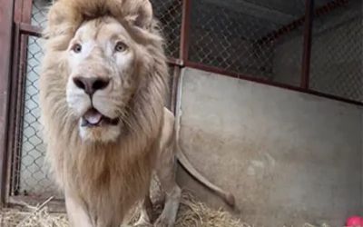 Lion kept at private Karachi zoo in poor condition rescued, moved to sanctuary