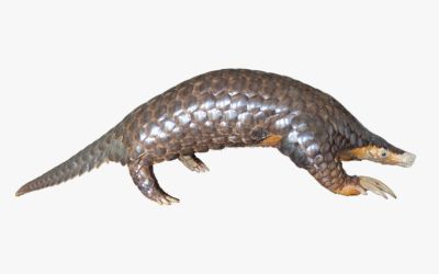 Himalayan pangolin emerges as distinct species, 189 years after first described