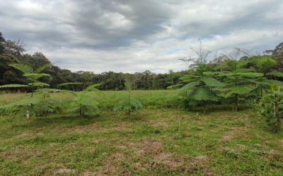 Dark earth: Ancient Amazonian soil can boost forest restoration, study finds