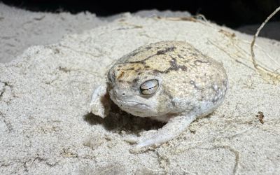 Desert rain frogs threatened with extinction in southern Africa