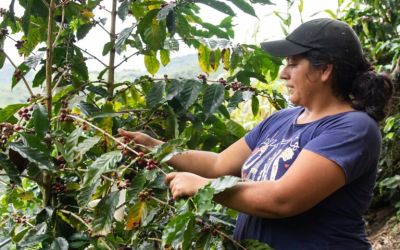 Ecuador’s Amazon coffee farmers get ahead of Europe’s deforestation rules