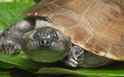 Brazil lists the Amazon river turtle as endangered for the first time