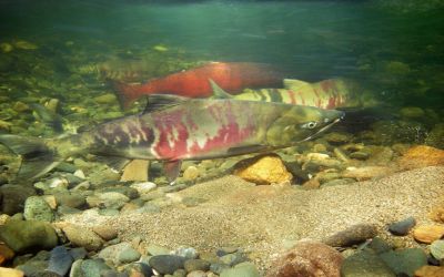 Washinton tribes, environmental groups sue over Endangered Species Act rule change