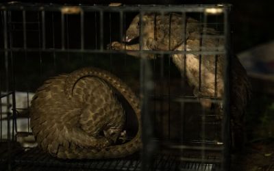 Pangolin DNA study links local wild meat markets to global trafficking networks