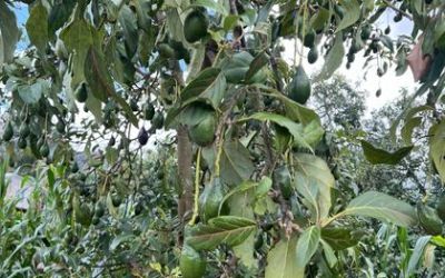 Ancient Genes Reveal That Big, Bright Avocados Were Carried Through the Americas Thousands of Years Ago