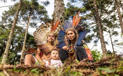 For Brazil’s Xokleng people, saving a sacred tree means saving their culture