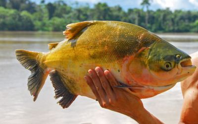 Fishers fight for solutions as Brazil lists tambaqui as threatened