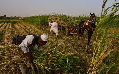 Sudan farmers struggle as Iran conflict drives costs higher