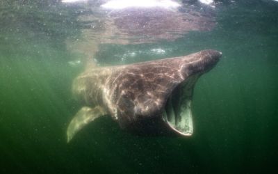 Wind farms join bottom trawlers and oil rigs in a protected North Sea sandbank