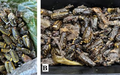 ‘Creamy, nutty’ spiders are protein source for Indigenous Indian tribe