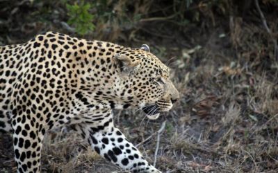 International Leopard Day: A spotty outlook for the spotted cat