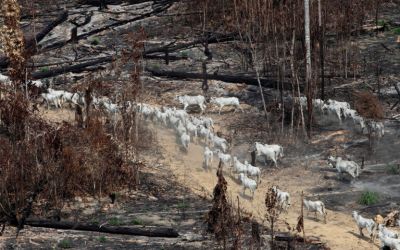 Despite restrictions, forest loss continues on Ituna land, home to isolated people