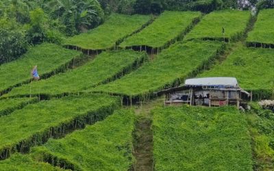 In Bangladesh, traditional farming methods are being replaced by a modern system