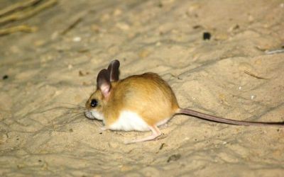 Study finds 40% of soil-dependent species threatened or data deficient