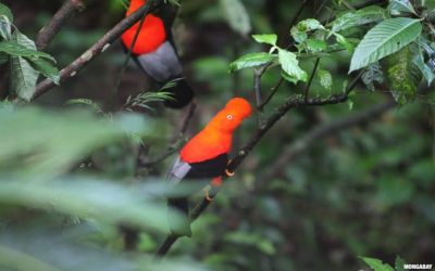 Climate change could erase most South American cloud forests, study warns