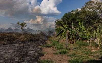 Deforestation and warming could push Amazon to tipping point by 2040s: Study