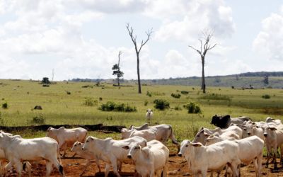 Nearly all climate claims by meat and dairy firms amount to greenwashing: Study