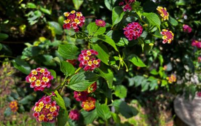 In Nepal’s capital, invasive flora crowd out native species