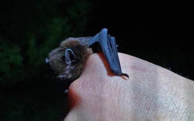 ‘We’ve got bats’: The community bringing New Zealand’s pekapeka into the spotlight