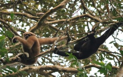 What drives the trafficking of gibbons? Conservationists shed light on demand
