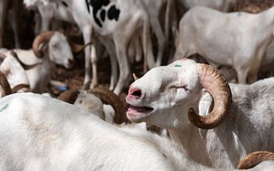 Burkina livestock ban welcomed by consumers but hits traders hard