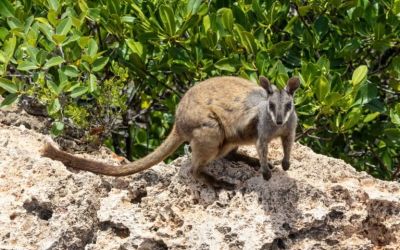 Australia is failing to meet its environment targets, argues ecologist