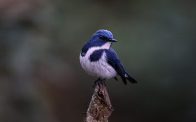 Nepal’s infrastructure risks wildlife habitats beyond protected areas, study warns