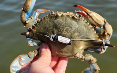 Young Blue Crabs Have Been Mysteriously Dwindling in the Chesapeake Bay for Years. This Winter, They Saw a Boost in Numbers. What’s Driving These Trends?
