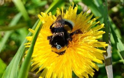 Household mosquito repellents may stop bumblebees from finding their way home