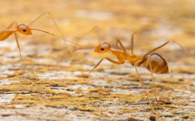 How much suffering do invasive species cause? Researchers are measuring that