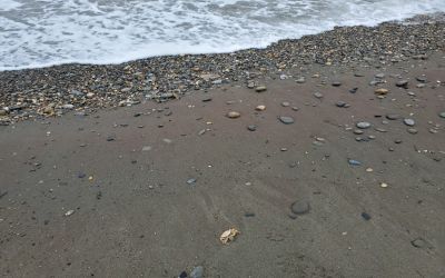Algal toxins emerge as a new concern in Alaska’s Northern Bering Sea