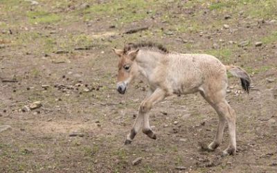 'Playful Youngster': See the Rare, Endangered Przewalski's Horse Born at the Bronx Zoo