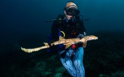 New walking shark discovered in Papua New Guinea