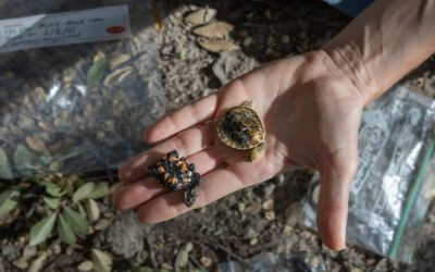 Vanilla, fake eggs and nausea: How Australian scientists are training foxes to avoid turtle nests