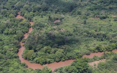 Conservation efforts by families displaced for national park sees success in DRC